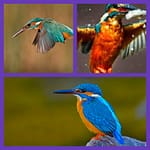 MixCollage-16-Apr-2025-04-39-AM-4654