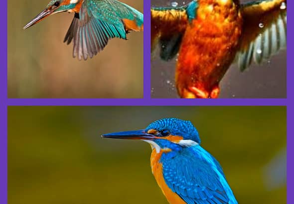 MixCollage-16-Apr-2025-04-39-AM-4654