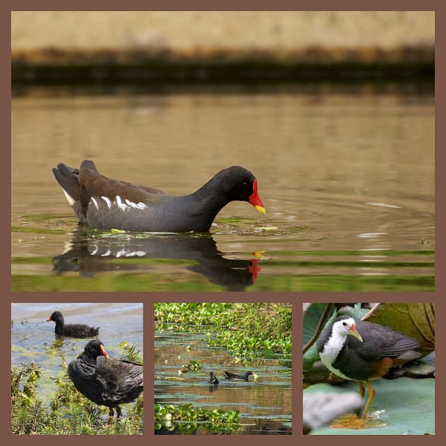 MixCollage-16-Apr-2025-04-54-AM-7333