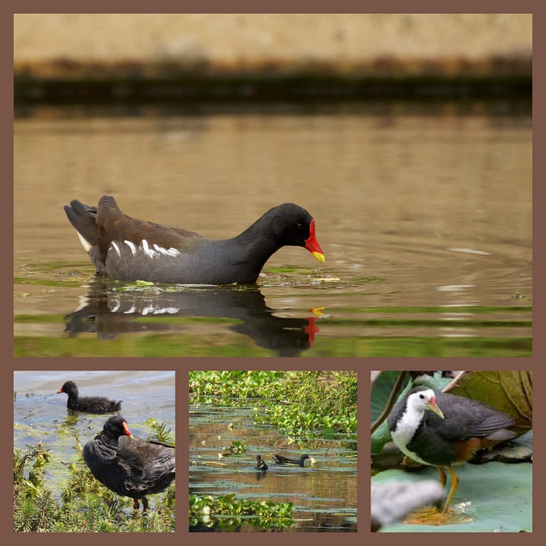 MixCollage-16-Apr-2025-04-54-AM-7333